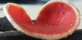 Sarcoscypha austriaca image