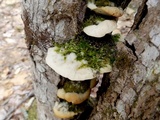 Oxyporus populinus image