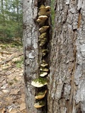 Oxyporus populinus image