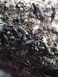 Glyphium elatum image