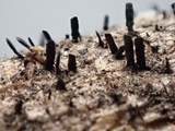 Glyphium elatum image