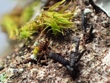 Glyphium elatum image