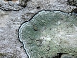 Lecanora thysanophora image