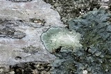 Lecanora thysanophora image
