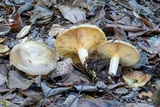 Lactarius californiensis image