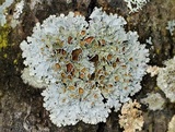 Myelochroa galbina image