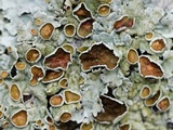 Myelochroa galbina image