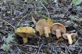 Lactarius rubrilacteus image