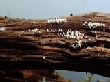Henningsomyces candidus image