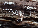 Henningsomyces candidus image