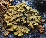 Xanthoria ulophyllodes image