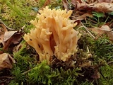 Ramaria magnipes image