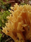 Ramaria magnipes image
