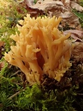 Ramaria magnipes image