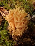 Ramaria magnipes image