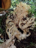 Ramaria magnipes image