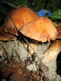 Cortinarius plumiger image