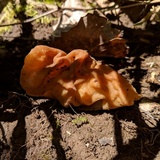 Gyromitra brunnea image
