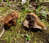 Gyromitra brunnea image