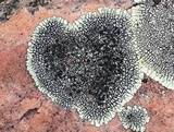 Dimelaena oreina image