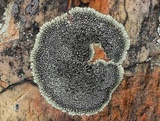 Dimelaena oreina image