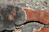Dimelaena oreina image