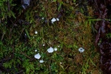 Rimbachia bryophila image
