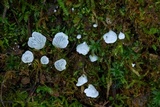 Rimbachia bryophila image