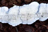 Byssomerulius corium image