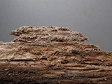 Galzinia pedicellata image