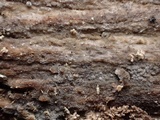 Galzinia pedicellata image