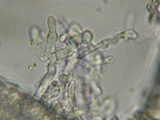 Galzinia pedicellata image