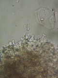 Galzinia pedicellata image