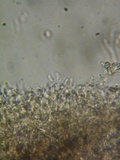 Galzinia pedicellata image