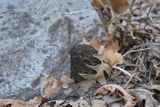 Morchella snyderi image