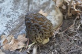 Morchella snyderi image