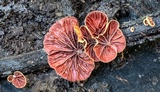 Anthracophyllum archeri image