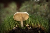 Melanoleuca verrucipes image