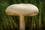Melanoleuca verrucipes image