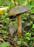 Chroogomphus rutilus image
