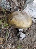 Amanita vernicoccora image