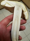 Amanita vernicoccora image