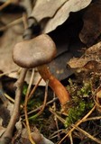 Chroogomphus rutilus image