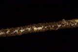 Rosellinia corticium image