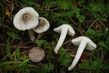 Melanoleuca exscissa var. exscissa image