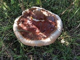 Ganoderma sessile image