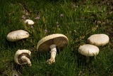 Agrocybe molesta image