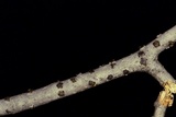 Diatrype virescens image