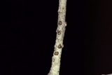 Diatrype virescens image