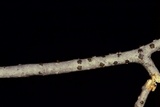 Diatrype virescens image